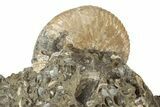 Cretaceous Fossil Ammonite (Hoploscaphities) - South Dakota #242537-1